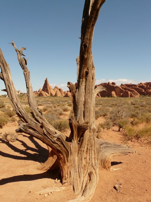 tree branch wood