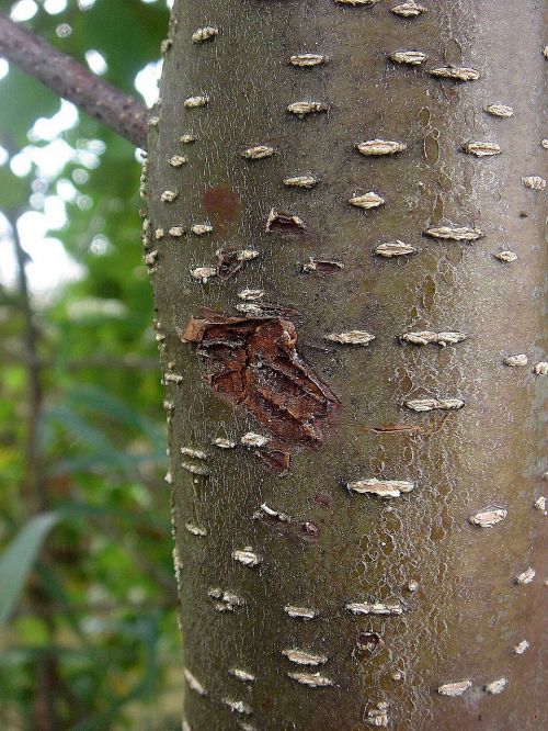 tree strain bark