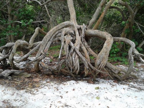 tree root nature