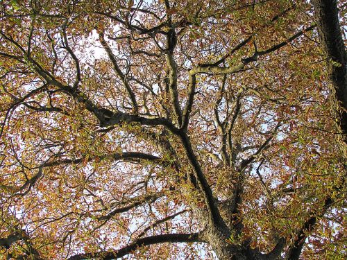 tree chestnut tree chestnut leaves