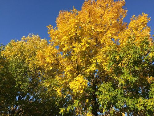 tree autumn nature