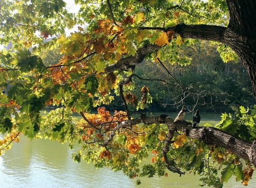 tree leaves lake