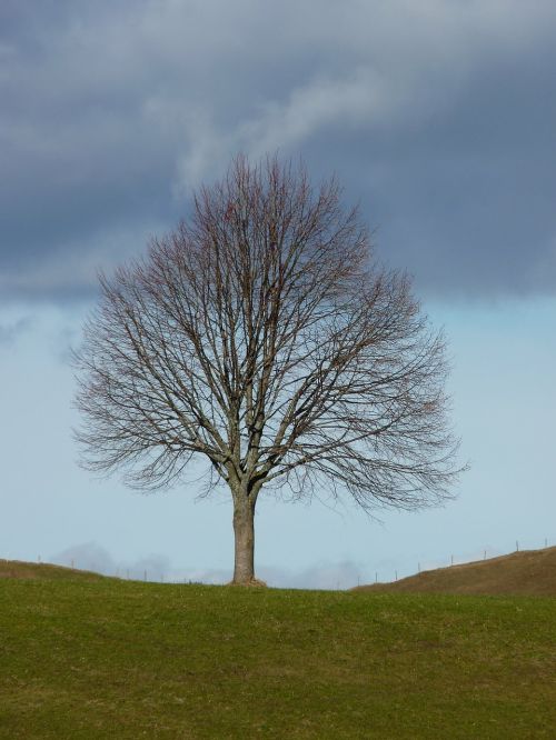 tree nature winter