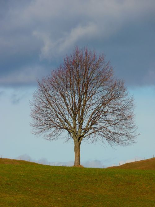 tree individually nature