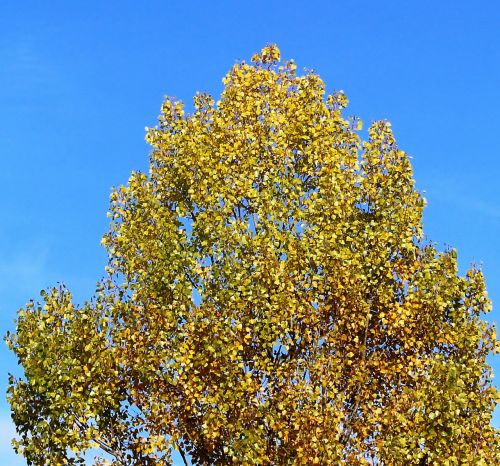 tree crown autumn