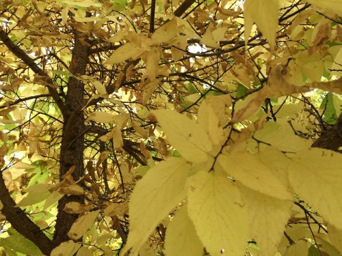 tree autumn nature