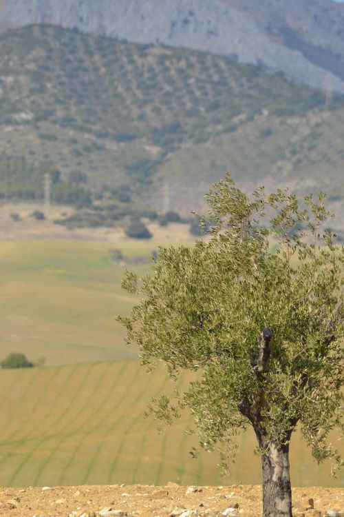 tree spain landscape