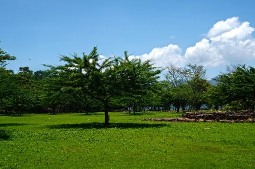 tree landscape clouds