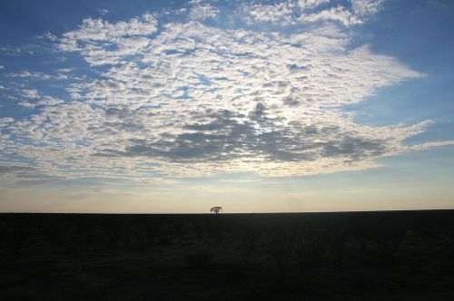 tree flat namibia