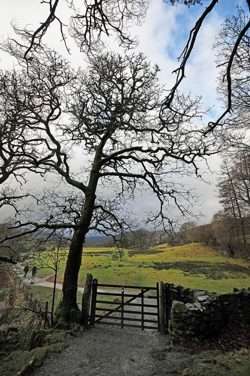 tree gate rural