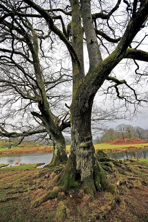 tree cumbria water