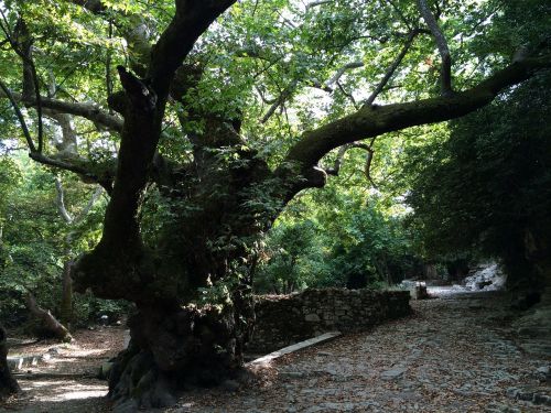 tree old oak