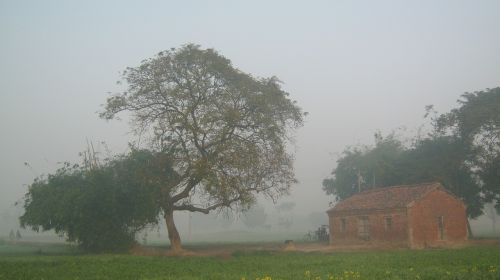 tree fog mist