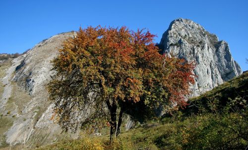 tree mountain rock