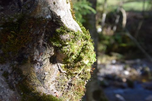 tree moss nature