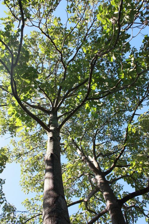 tree green sky