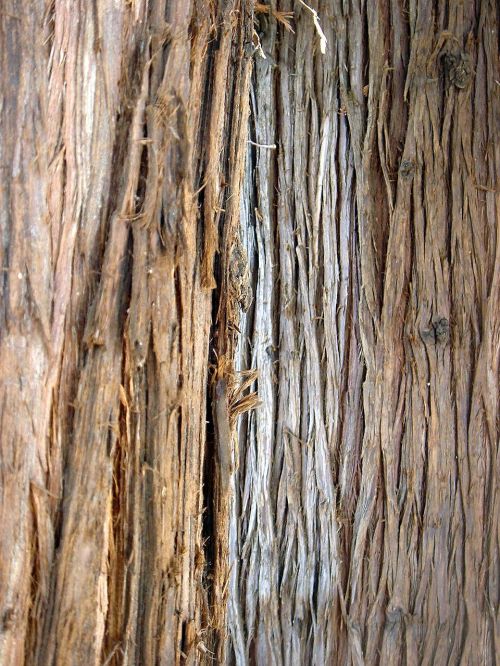 tree bark old