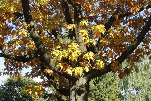 tree leaves autumn