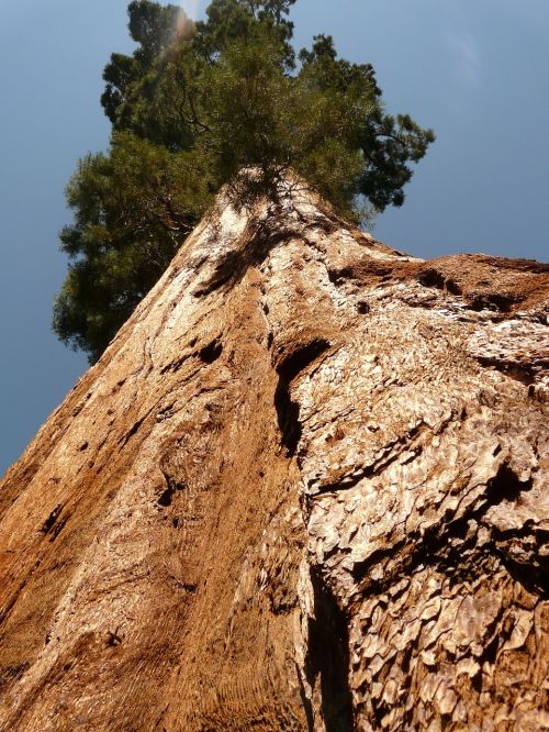 tree sequoia wood