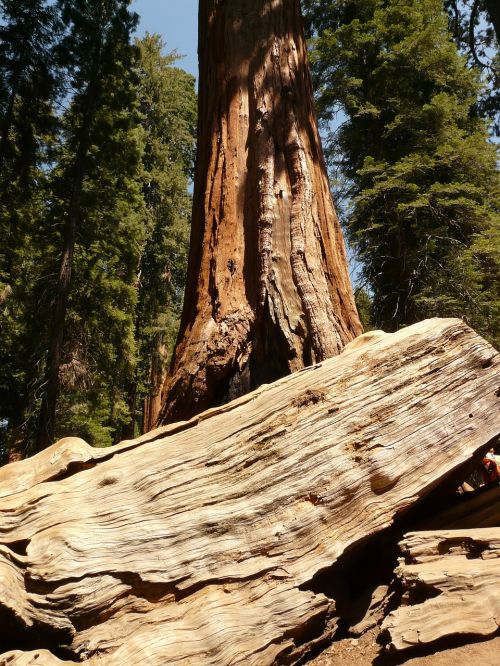 tree sequoia wood