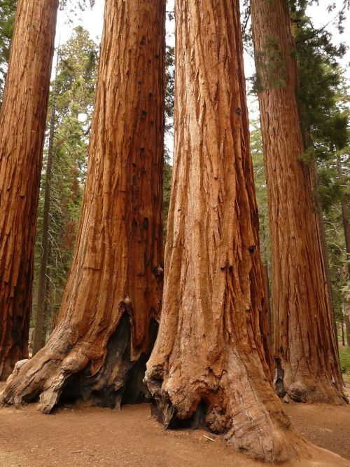 tree sequoia wood