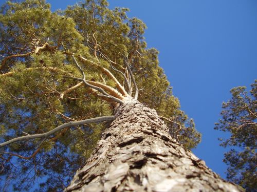 tree pine trunk