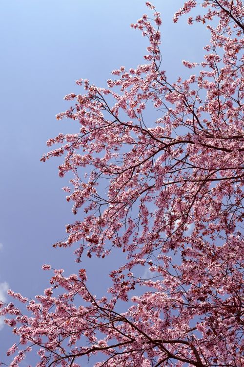 tree blossom pink