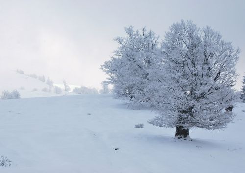 tree snowy winter