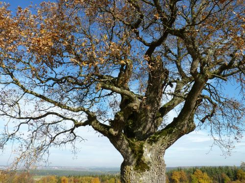 tree autumn autumn mood