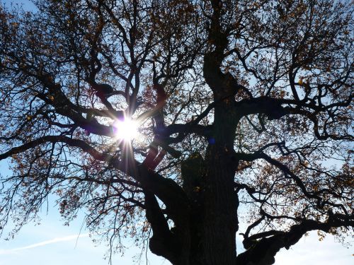 tree autumn mood back light