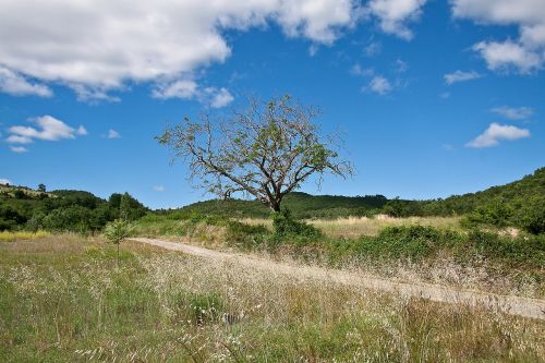 tree landscape blue