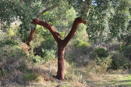 tree cork bark