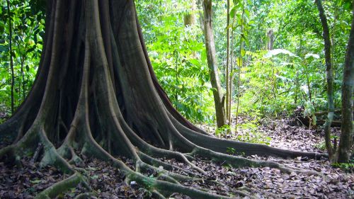 tree jungle roots