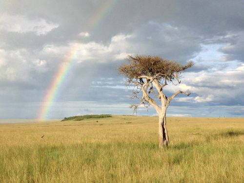 tree rainbow savannah