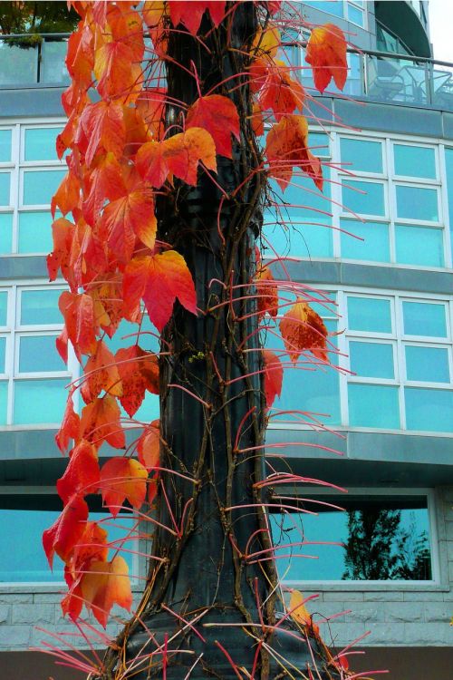 tree red leaves