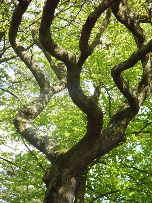 tree winding green