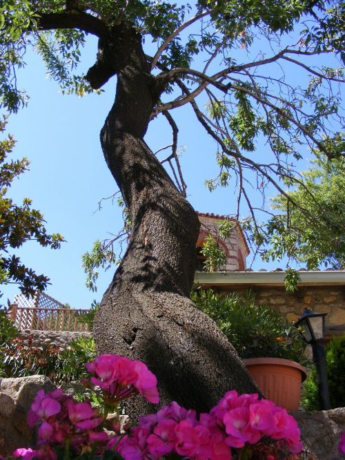 tree flowers red