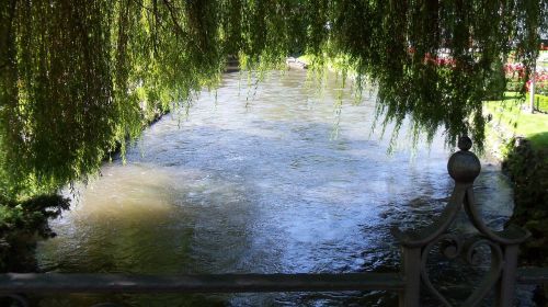 tree water mirroring