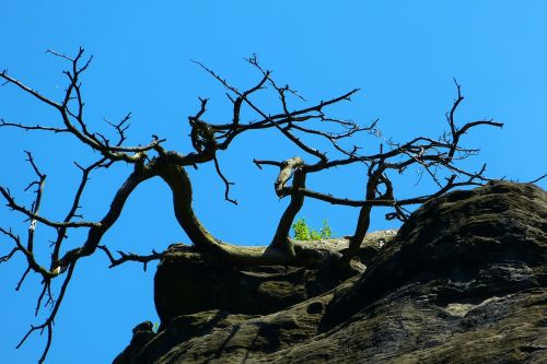 tree the dryer rock