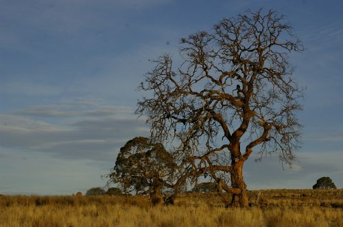 tree outback landscape