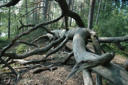 tree branches branch