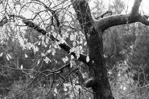 tree autumn leaves