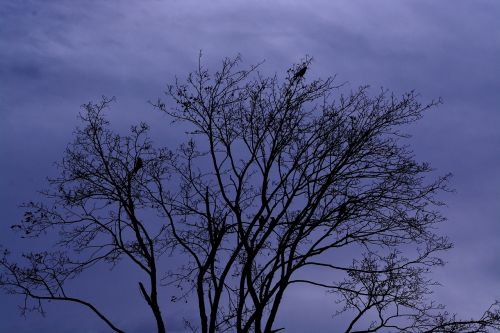 tree crown sky