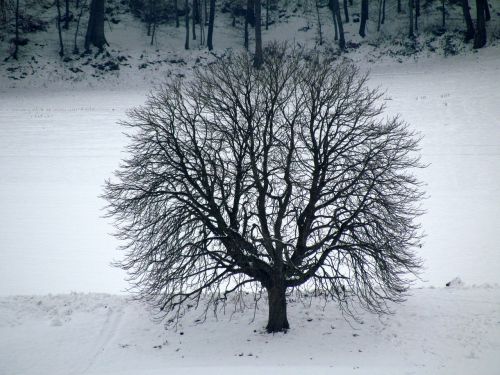 tree winter snow