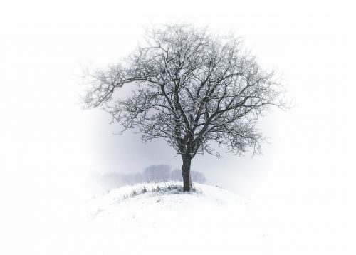 tree kahl winter