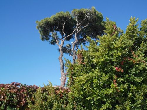 tree landscape nature