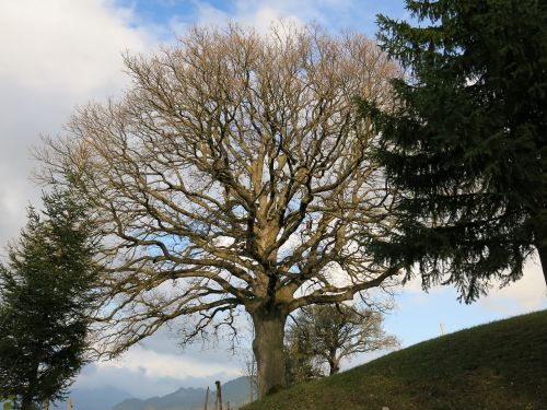 tree nature landscape