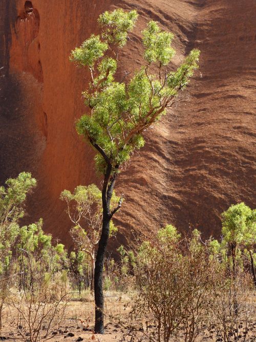 tree rock australia