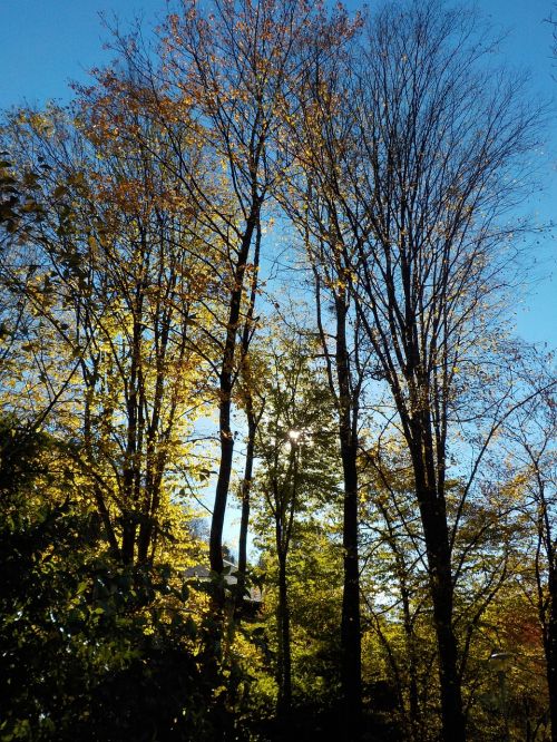 tree nature autumn