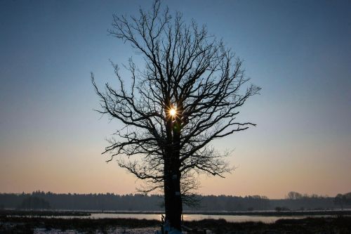 tree winter cold